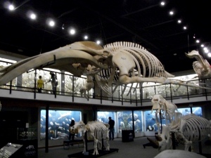 Bone museum in Oklahoma City